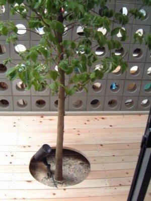 坪庭のハナミズキ