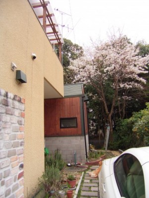 事務所の桜です。毎年、春の便りを運んでくれます。