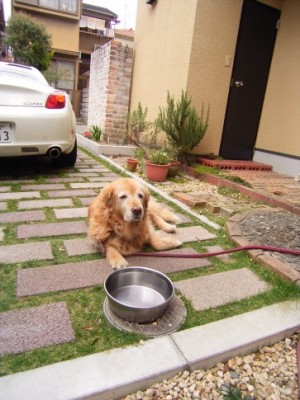 事務所の看板犬です。