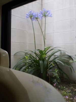 事務所のトイレの窓から